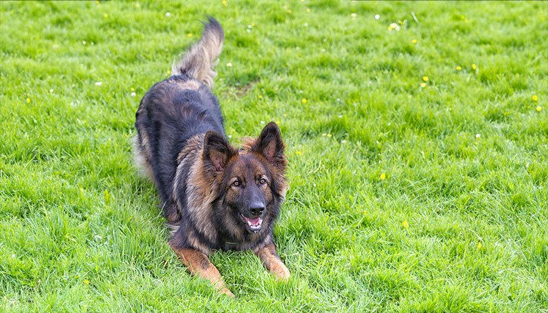 An image of a dog exhibiting a play bow