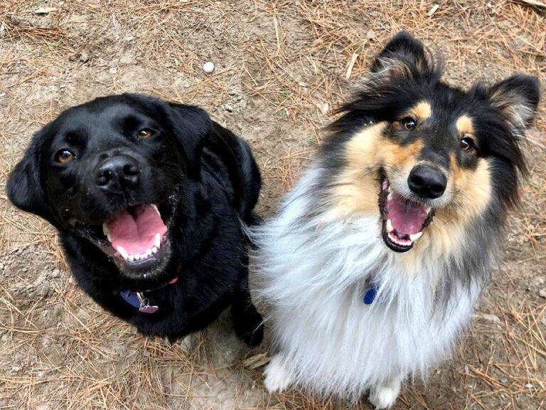 Image of very, very happy dogs on an adventure in Christchurch