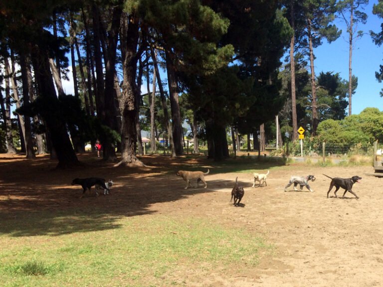 Image of dogs playing at the dog park at Rawhiti Domain, Christchurch